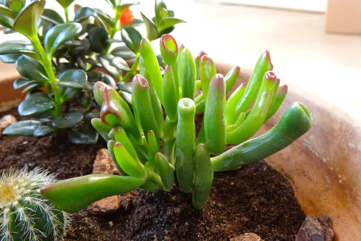 light for ets finger jade plant commons wikimedia - Smart Garden and Home