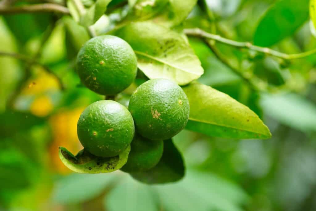 Limes Growing on Trees