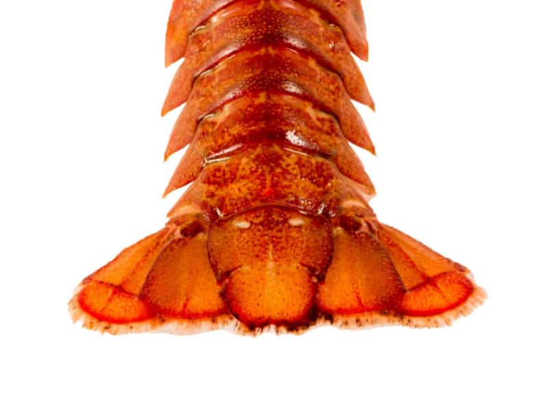 Lobster Tail Shells