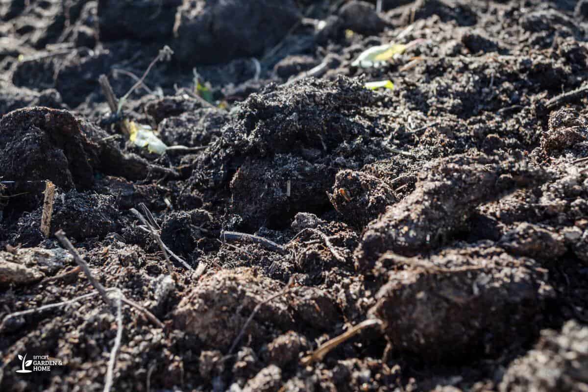 Loose Soil Around Plant Roots