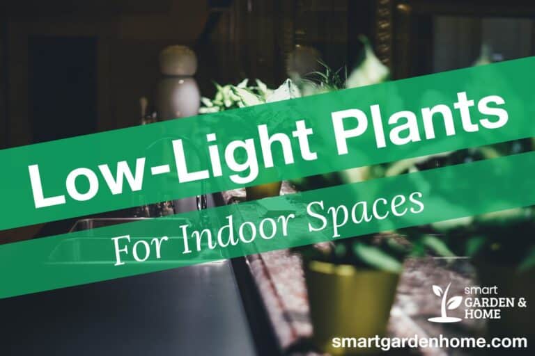 Best Low Light Houseplants for Indoor Spaces