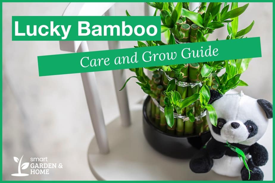 Lucky Bamboo Care And Grow Guide - Smart Garden And Home