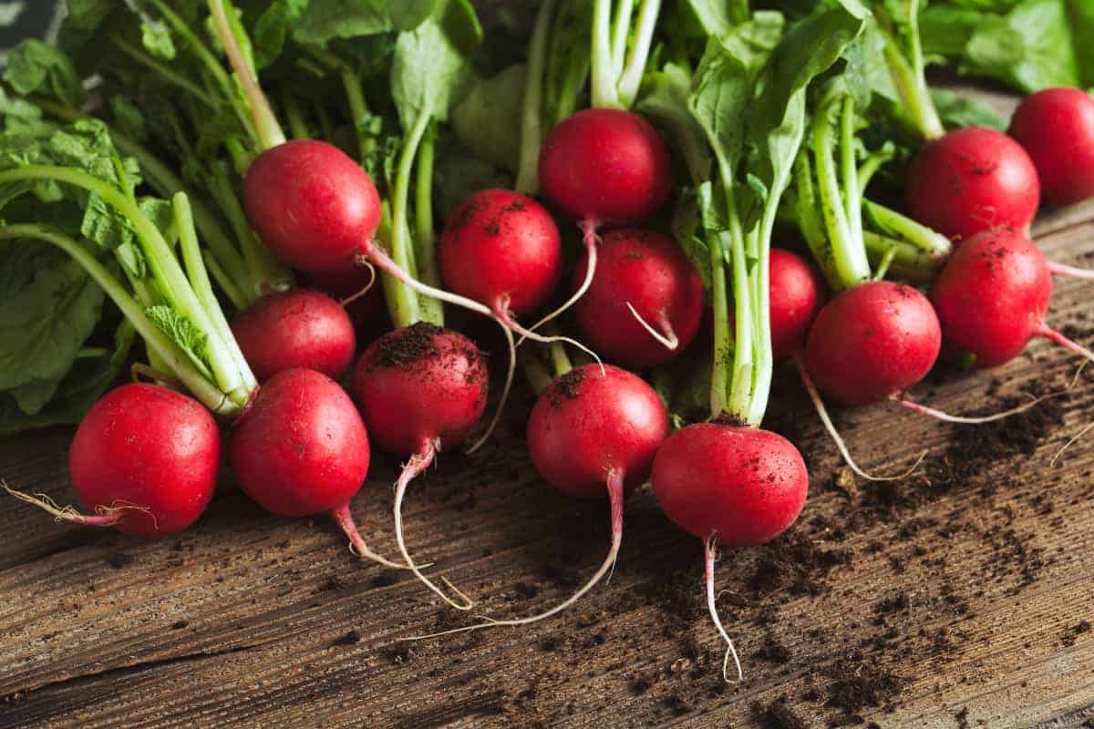 Man Made Radish