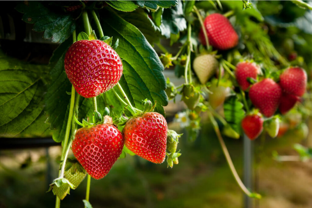 Man Made Strawberries