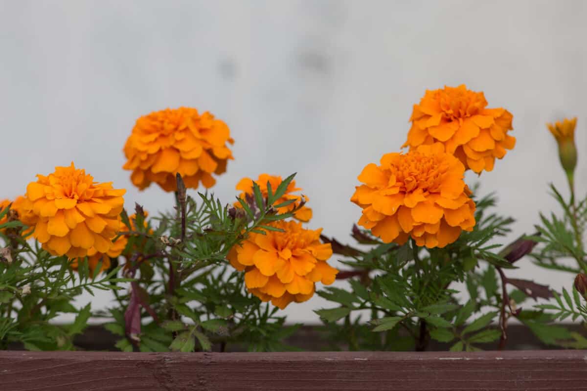 Marigold Barrier Keeps Ants Away