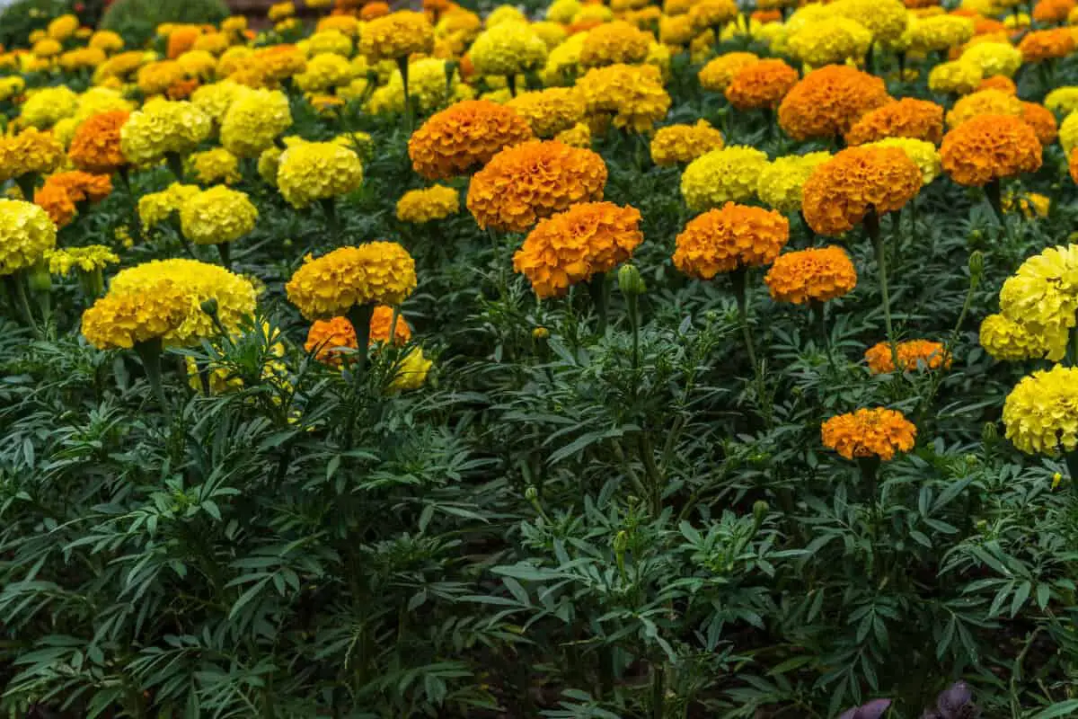 Keep Ants Out of Potted Plants With Marigolds
