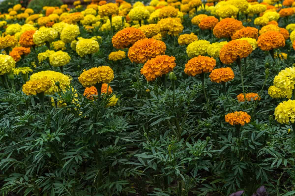 A lush garden bed is filled with vibrant marigold flowers in various shades of yellow and orange.