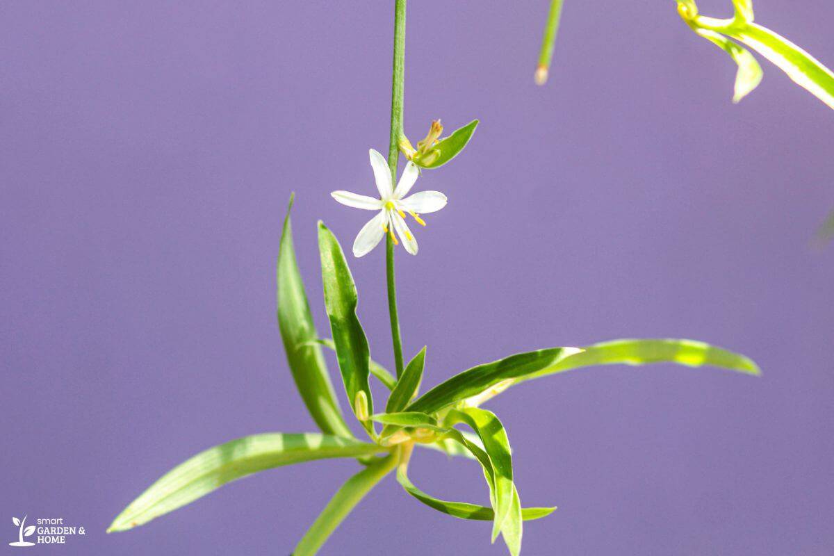 Mature Spider Plant Flower