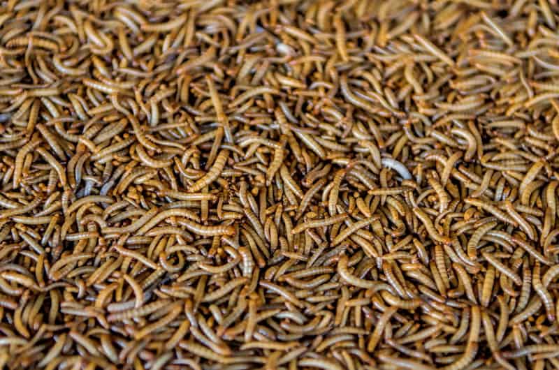 Mealworms