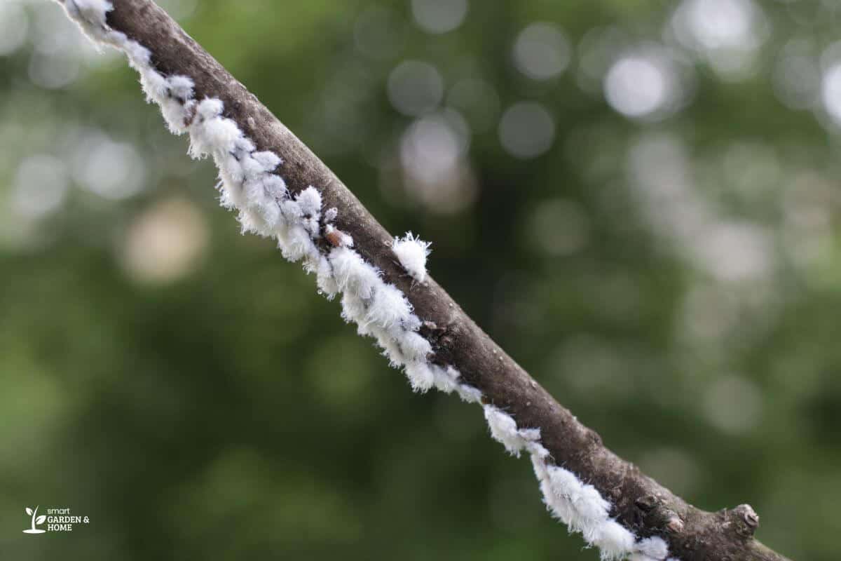 Mealybugs on a Stem