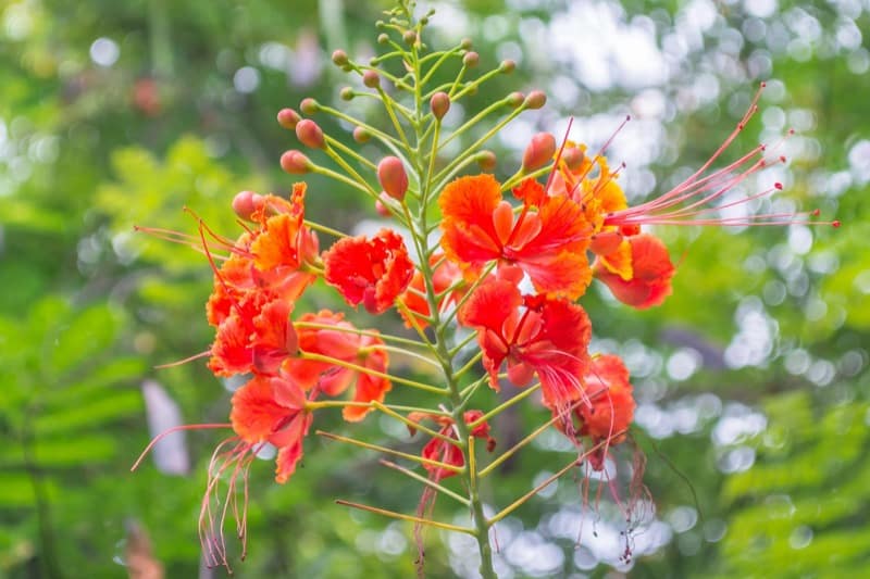 Mexican Bird of Paradise