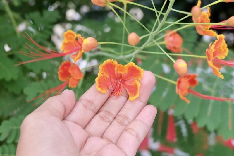 Mexican Bird of Paradise