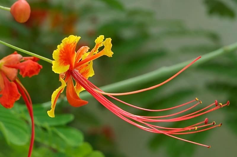 Mexican Bird of Paradise