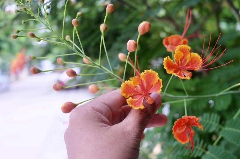 Mexican Bird of Paradise