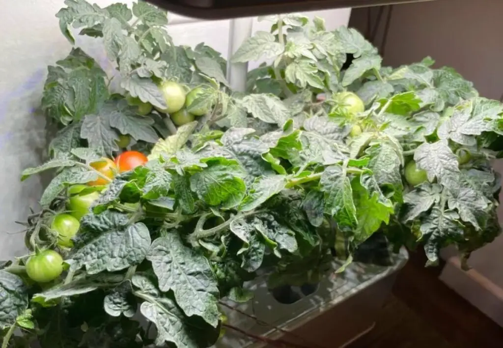 Micro Tomatoes Growing in AeroGarden
