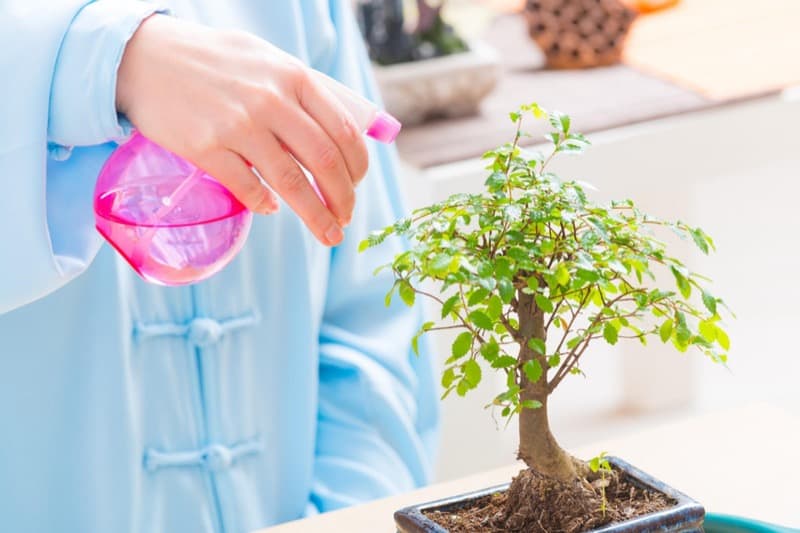 A gardener mists a bonsai tree to increase humidity and moisture for better growth.