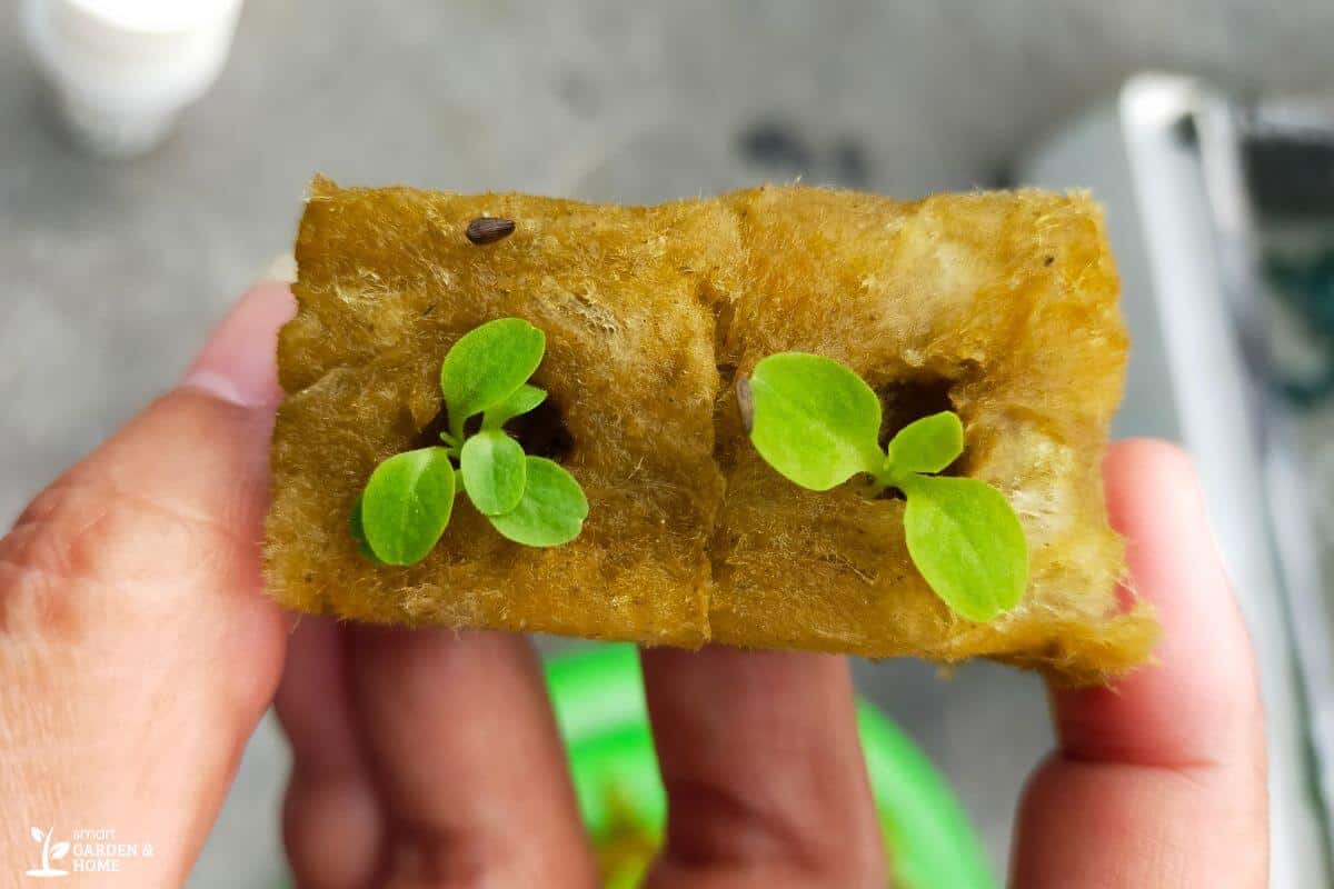 A close-up of two small green seedlings growing in a piece of hydroponic rockwool held by a person's hand.