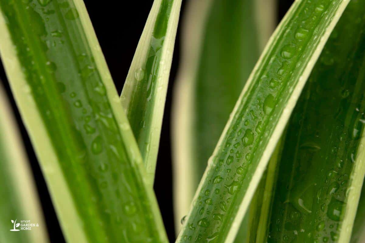 Moist Spider Plant Leaves