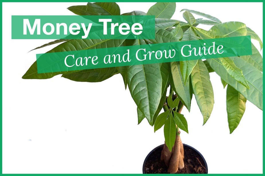 Money Tree Plant Care And Grow Guide - Smart Garden And Home