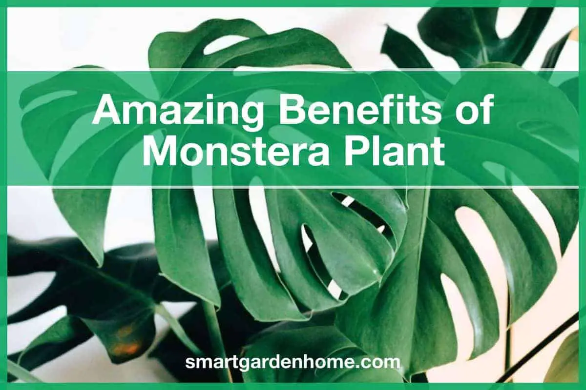 Amazing Benefits of the Monstera Plant