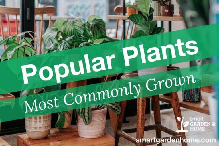 Most Common and Popular Houseplants