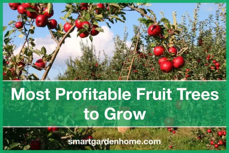 Most Profitable Fruit Trees to Grow