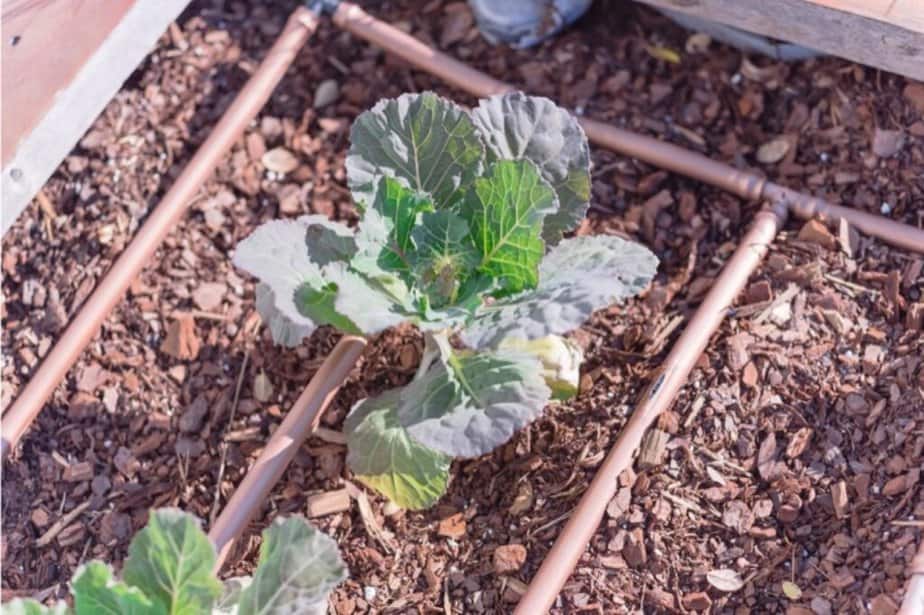 Mulch around Plants