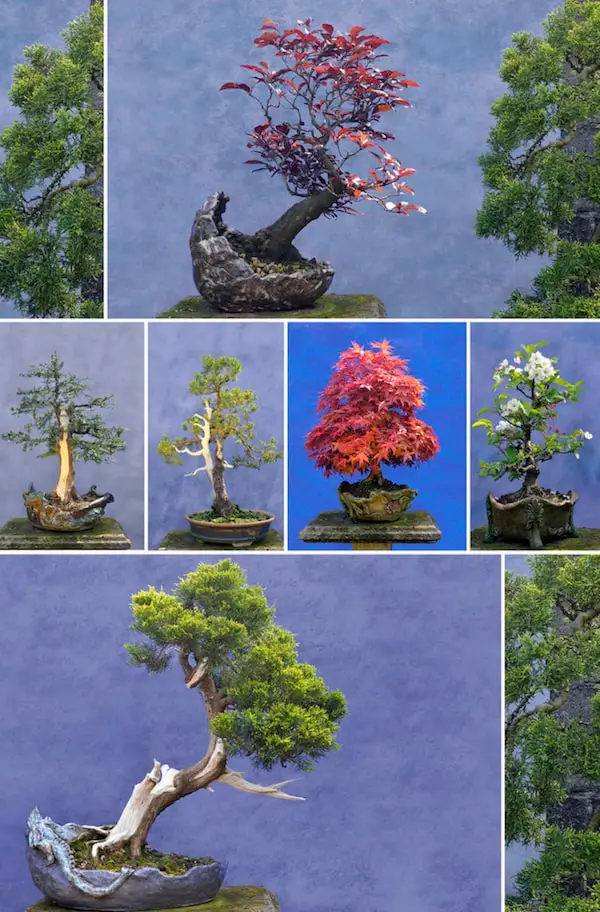 Multiple Bonsai Trees