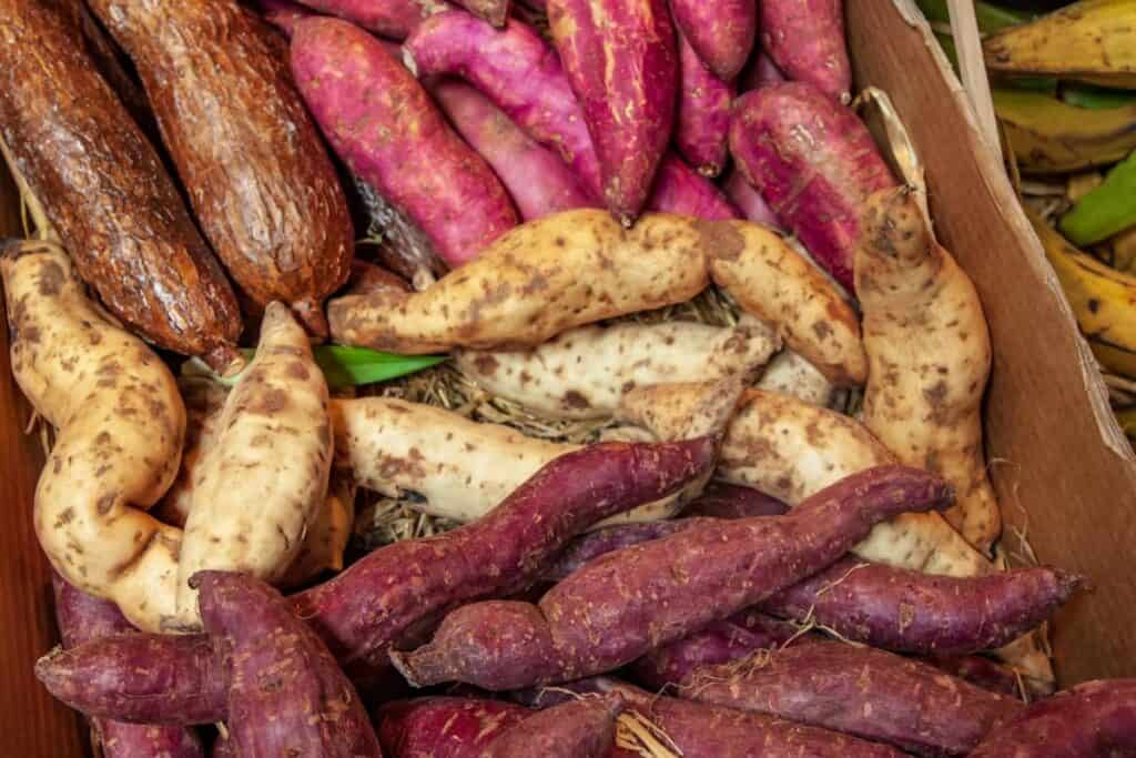 Multiple Colors of Sweet Potatoes