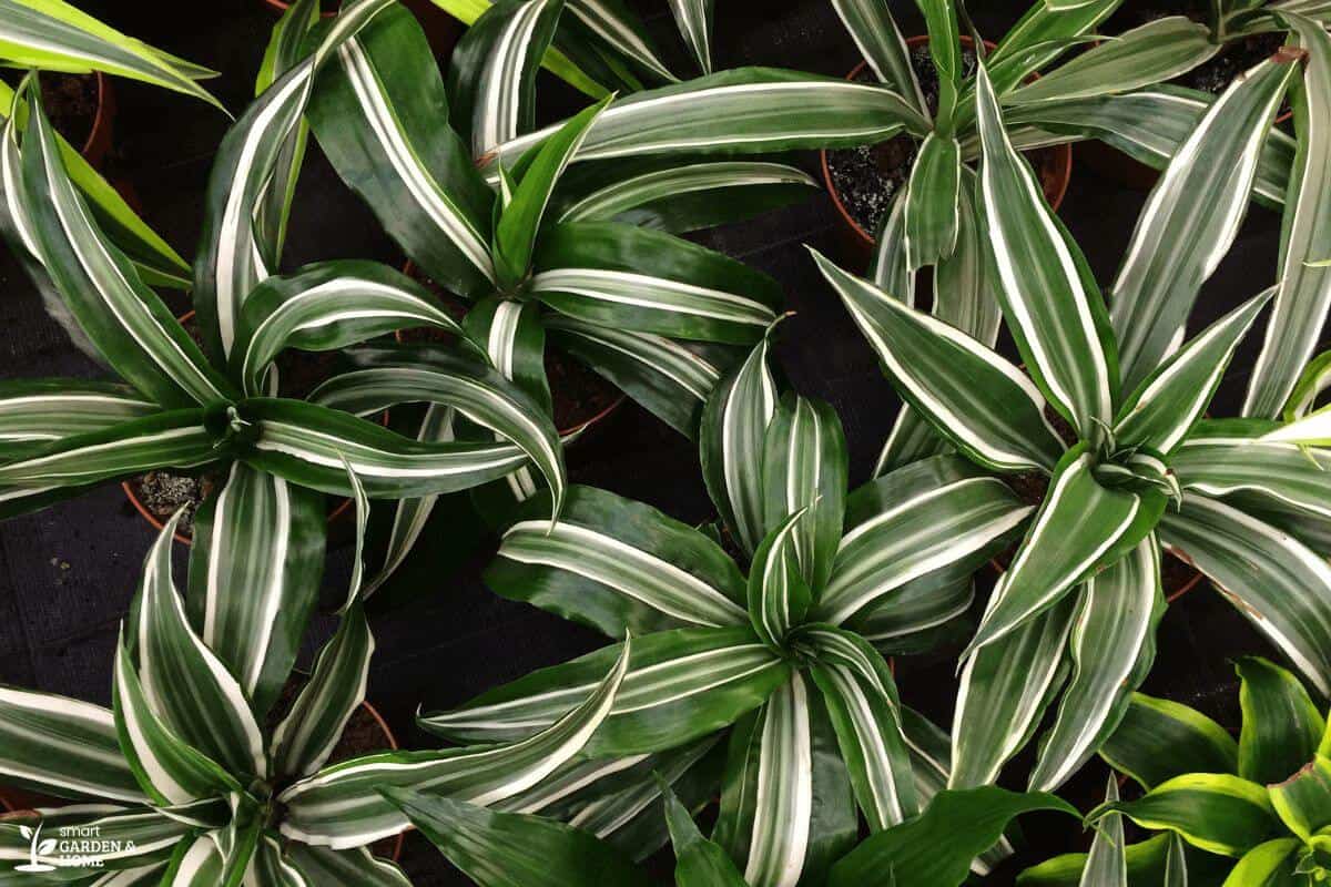 Multiple Foliages of Spider Plants