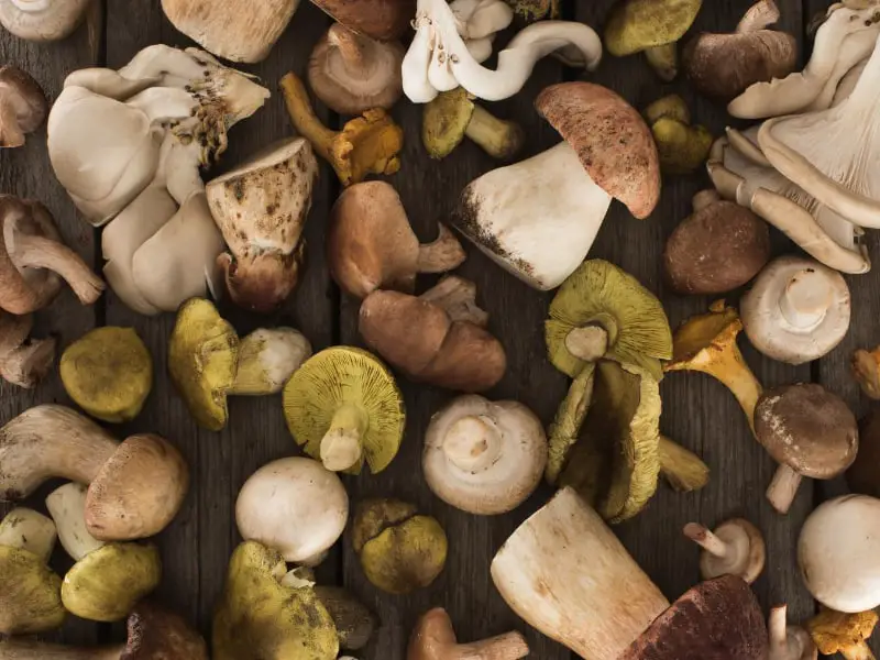 Different Species of Mushrooms