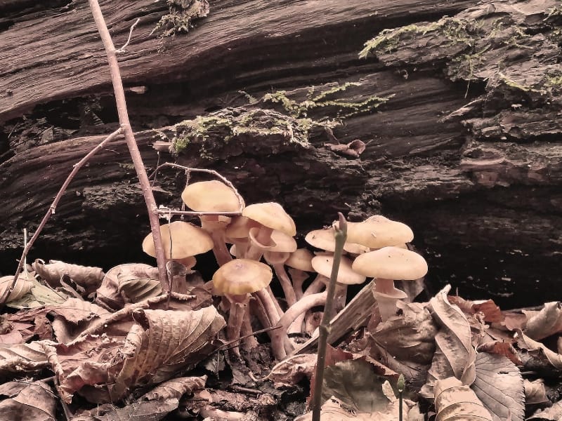 Mushrooms Growing in Forest