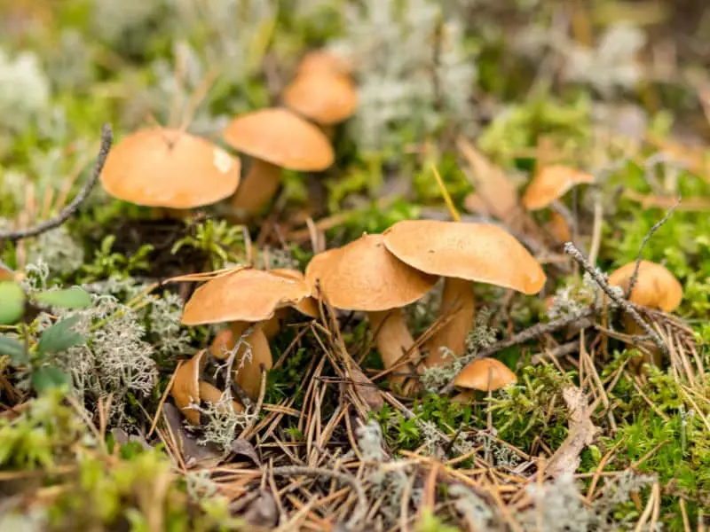 Mushrooms Growing in Forest