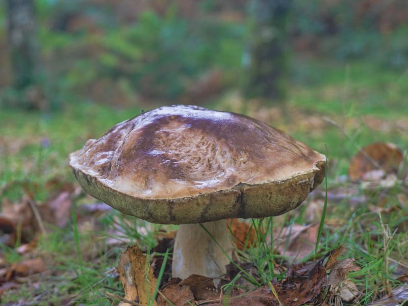 Mushrooms Growing in Forest