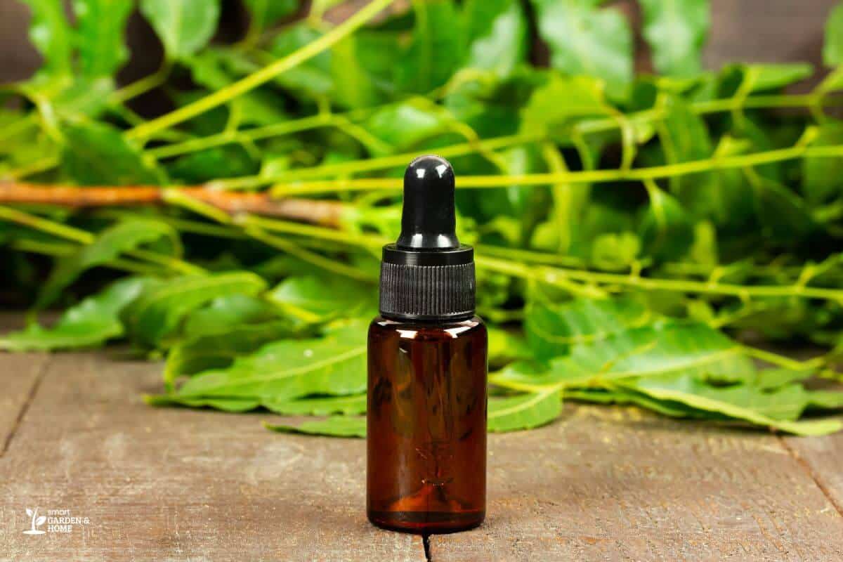 Neem Oil For Pests