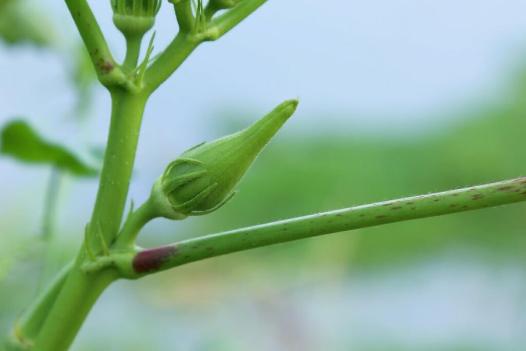 Okra Plant Growing