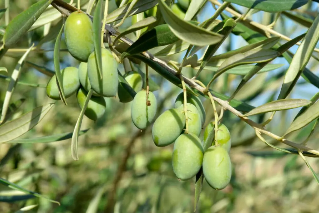 Green Olives on the Olive Tree