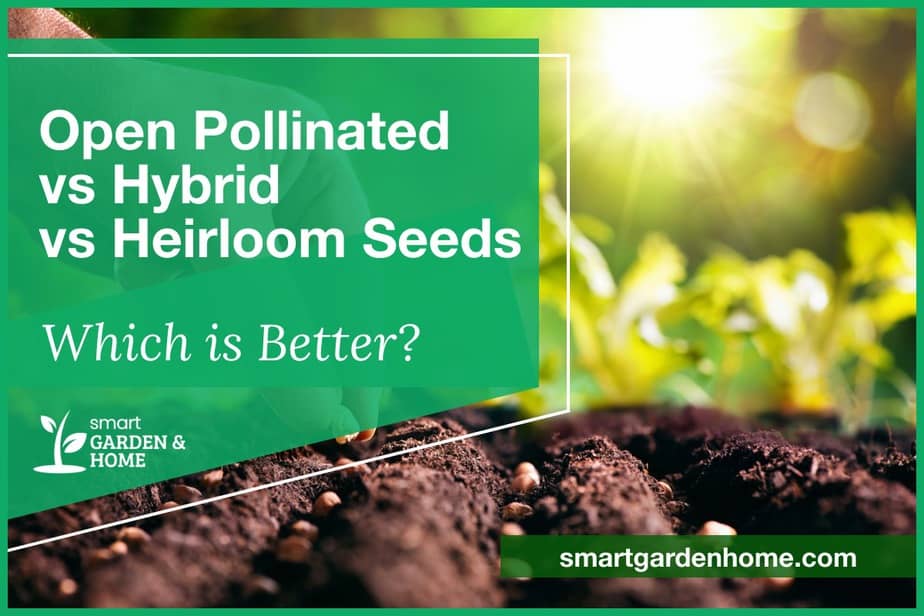 Open Pollinated Vs Hybrid Vs Heirloom Seeds - Smart Garden And Home