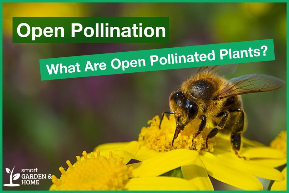 Open Pollination: What Are Open Pollinated Plants - Smart Garden And Home