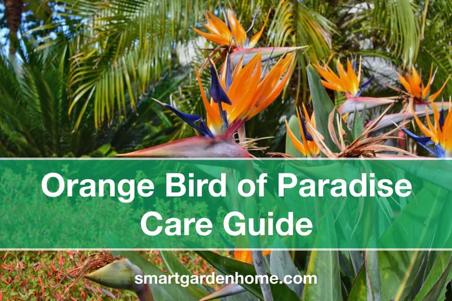 Orange Bird of Paradise Care and Grow Guide