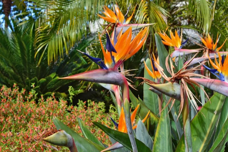 Orange Bird of Paradise