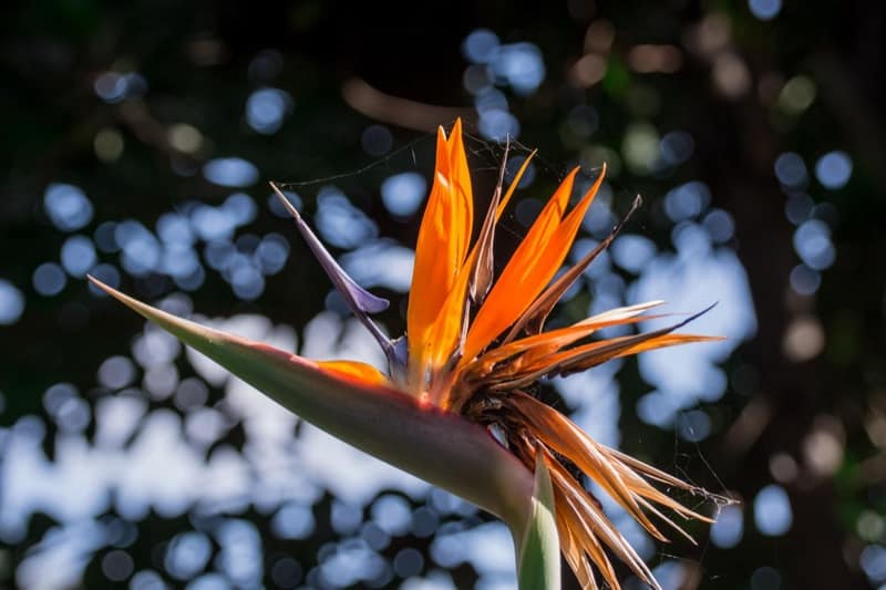 Orange Bird of Paradise