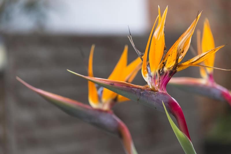 Orange Bird of Paradise