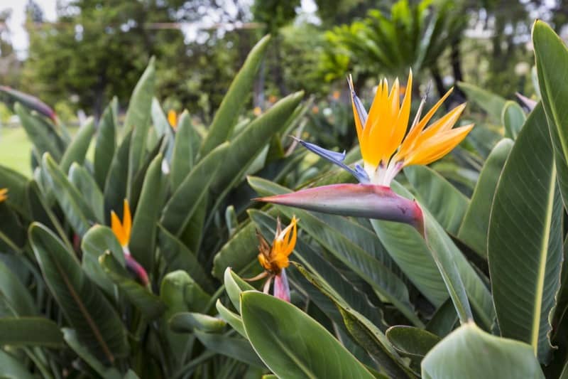 Orange Bird of Paradise