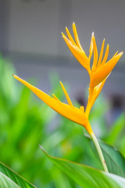 Orange Bird of Paradise