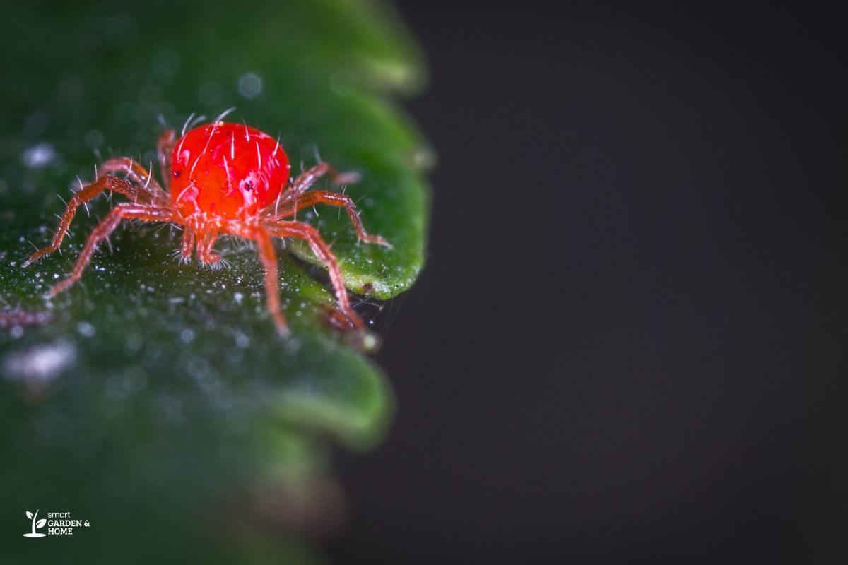 Orange Spider Mite on a Leaf