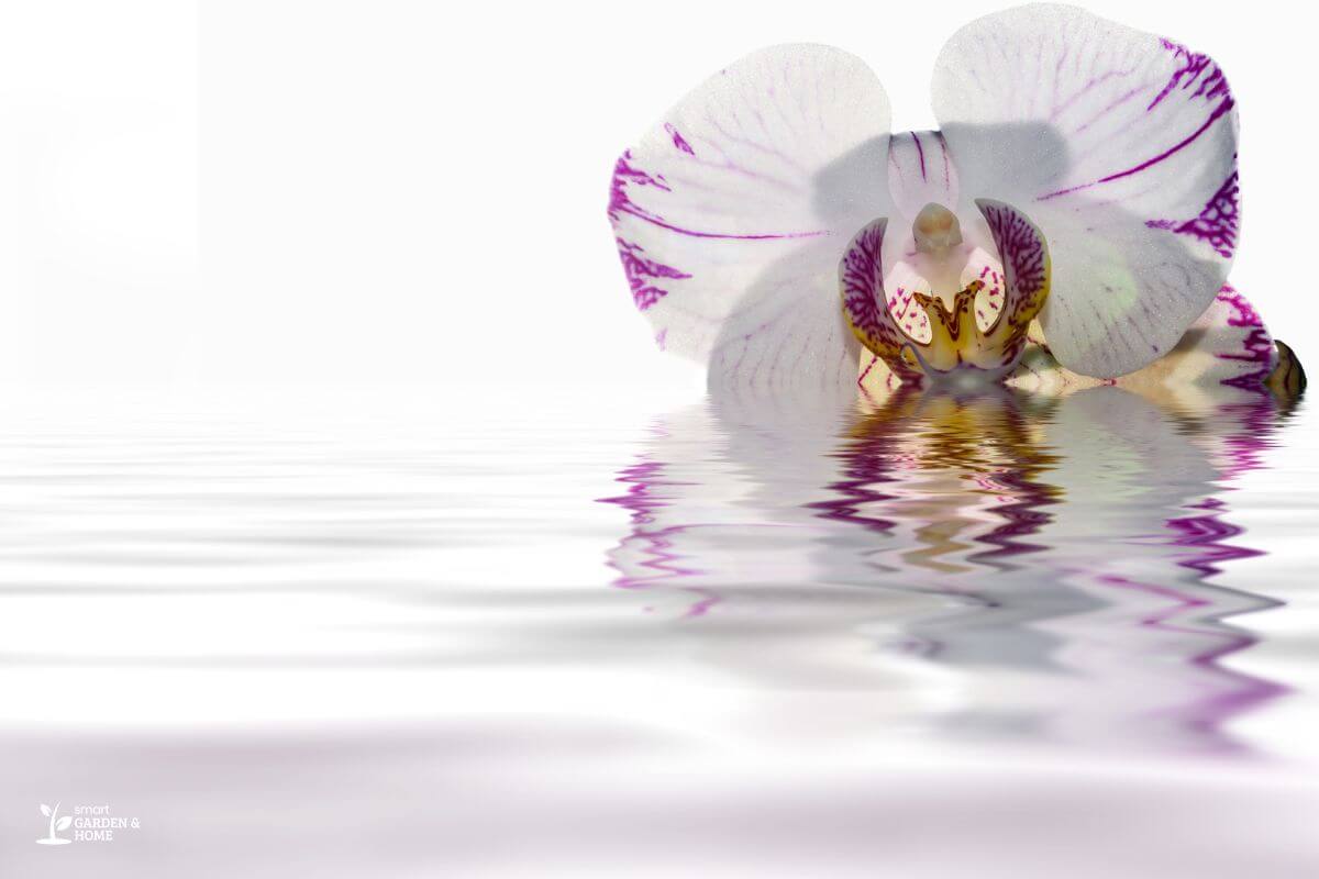 Orchid Flower on Top of Water