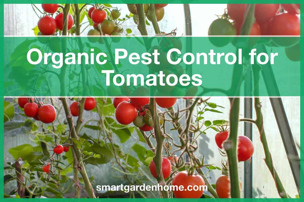 Organic Pest Control for Tomatoes