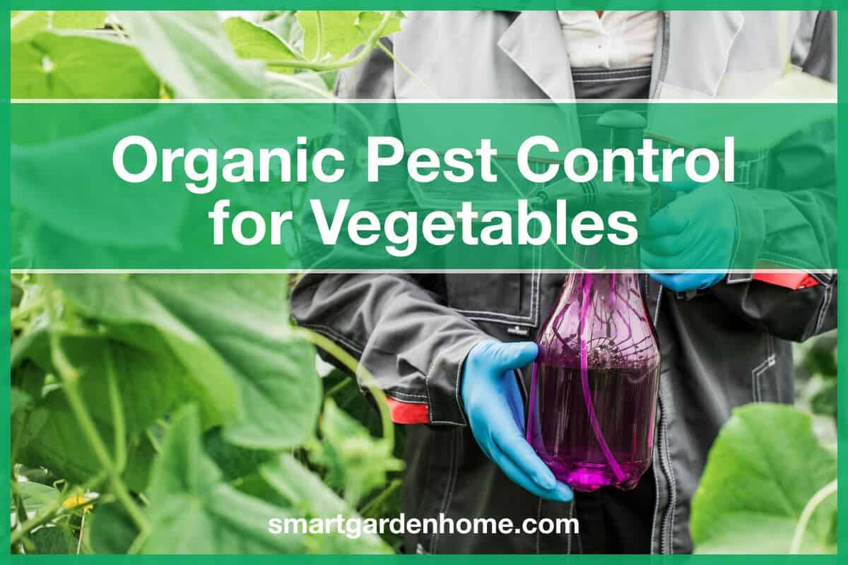 Organic Pest Control For Vegetables