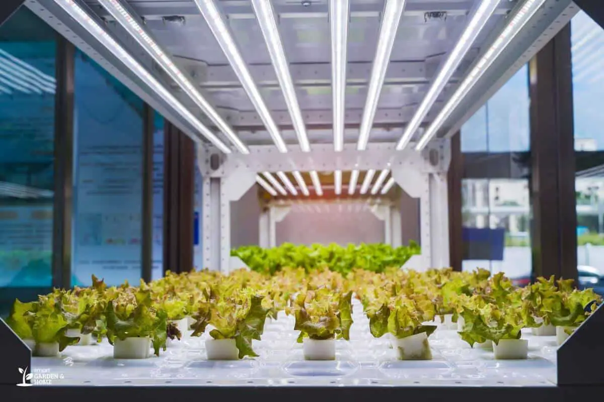 Overall View of Hydroponic System With Grow Lights